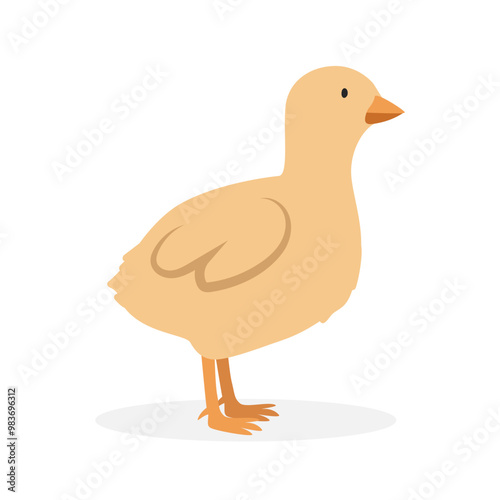 Baby turkey poult simple vector illustration. Poult cartoon clipart, animal in flat style. Farm animals concept, rural farming. Livestock poultry baby turkey vector design isolated on white background