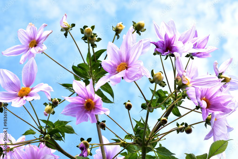 皇帝ダリアの花 皇帝ダリアの花