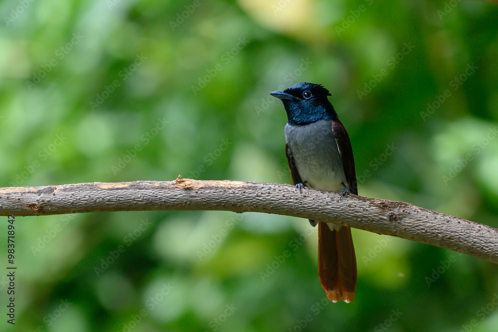 Obraz premium Asian Paradise-Flycatcher