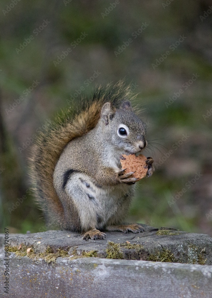 cutie squirrel eating a cookie in Anchorage Zoo cutie squirrel eating a cookie in Anchorage Zoo