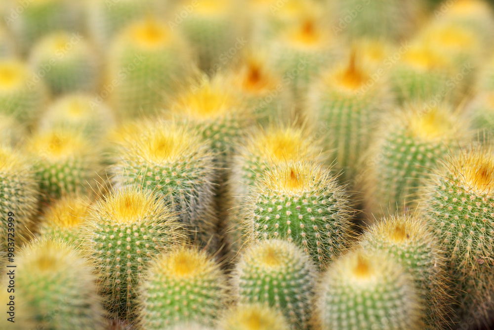 Close-Up of Vibrant Green Cacti with Yellow Tips Close-Up of Vibrant Green Cacti with Yellow Tips