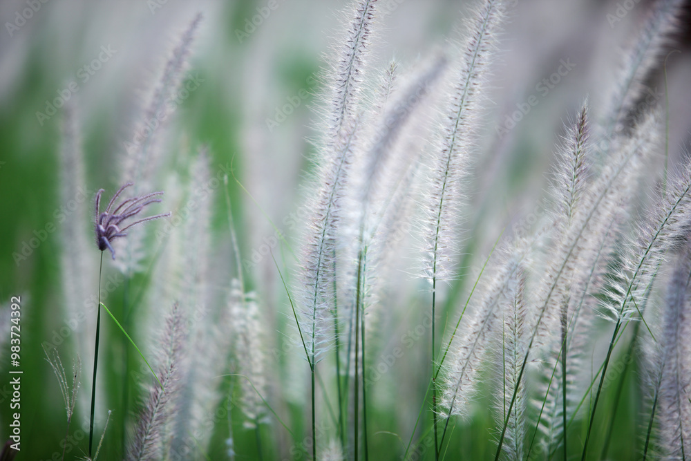 Soft Flowing Grasses in a Natural Landscape Soft Flowing Grasses in a Natural Landscape