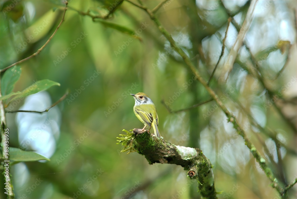 A small bird perched on a moss-covered branch amidst a blurred green background. A small bird perched on a moss-covered branch amidst a blurred green background.