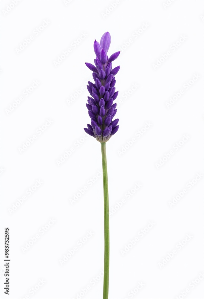 Obraz premium Lavender Flower Vector: Perfect for Backgrounds and Patterns