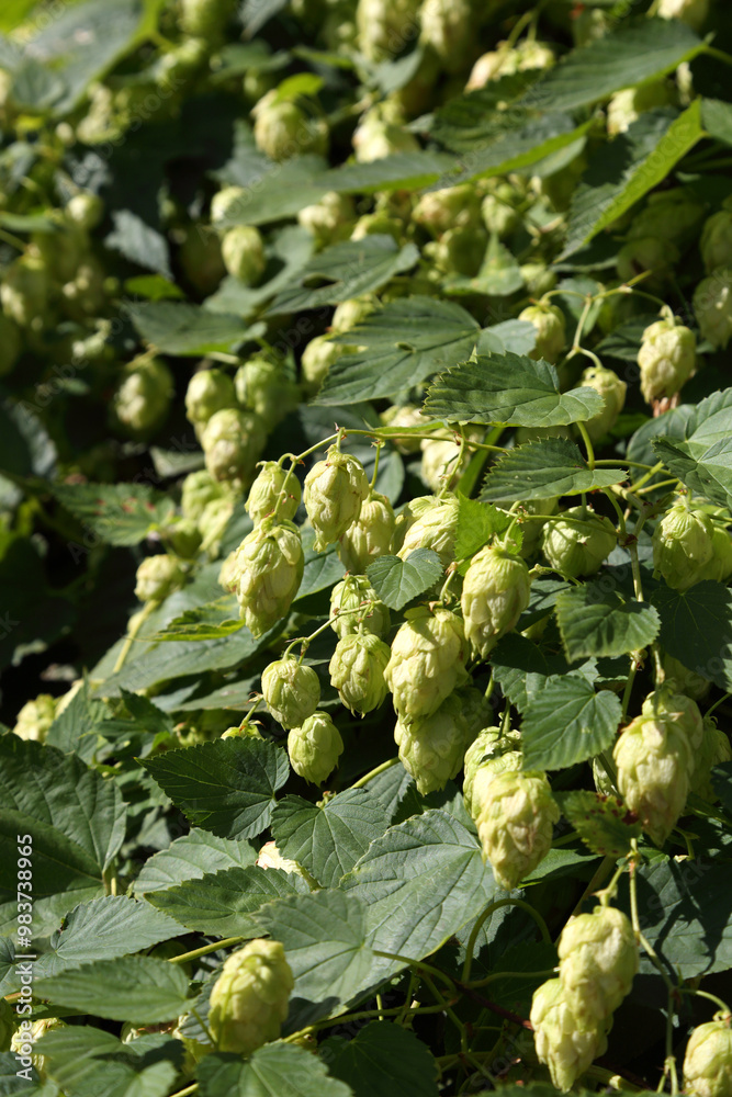 Hop bushes. Wild hops. Hops for brewing. Hops. Hop bushes. Wild hops. Hops for brewing. Hops.