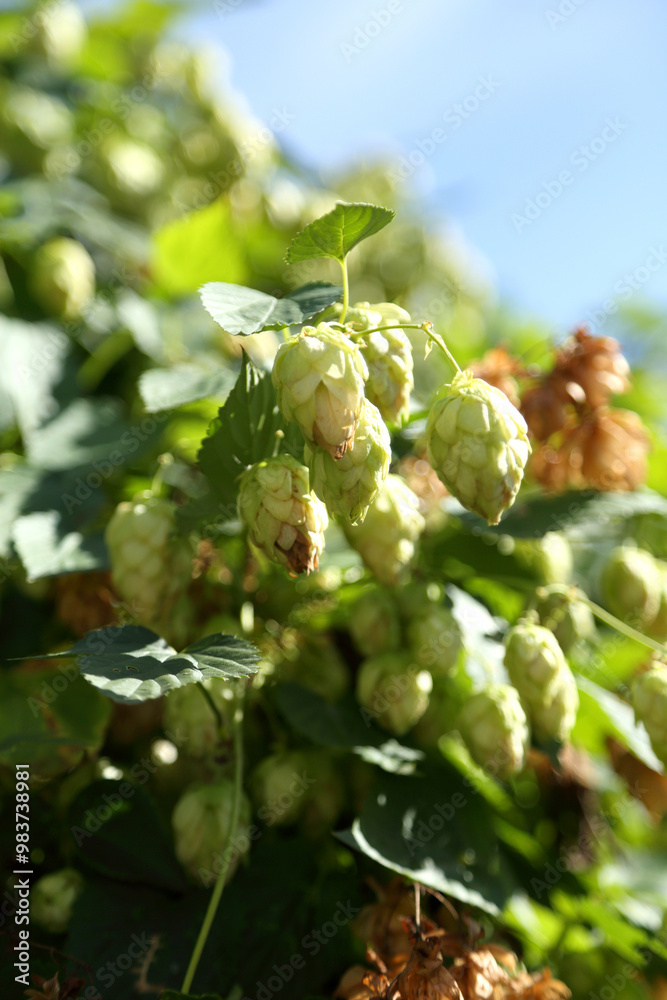 Hop bushes. Wild hops. Hops for brewing. Hops. Hop bushes. Wild hops. Hops for brewing. Hops.