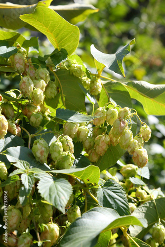 Hop bushes. Wild hops. Hops for brewing. Hops. photo