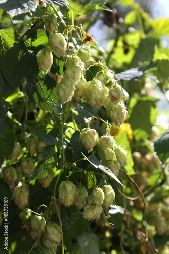 Hop bushes. Wild hops. Hops for brewing. Hops. photo