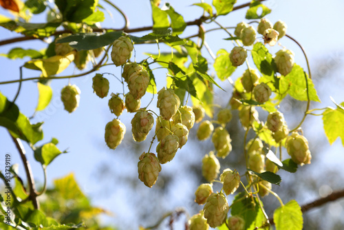 Hop bushes. Wild hops. Hops for brewing. Hops. photo