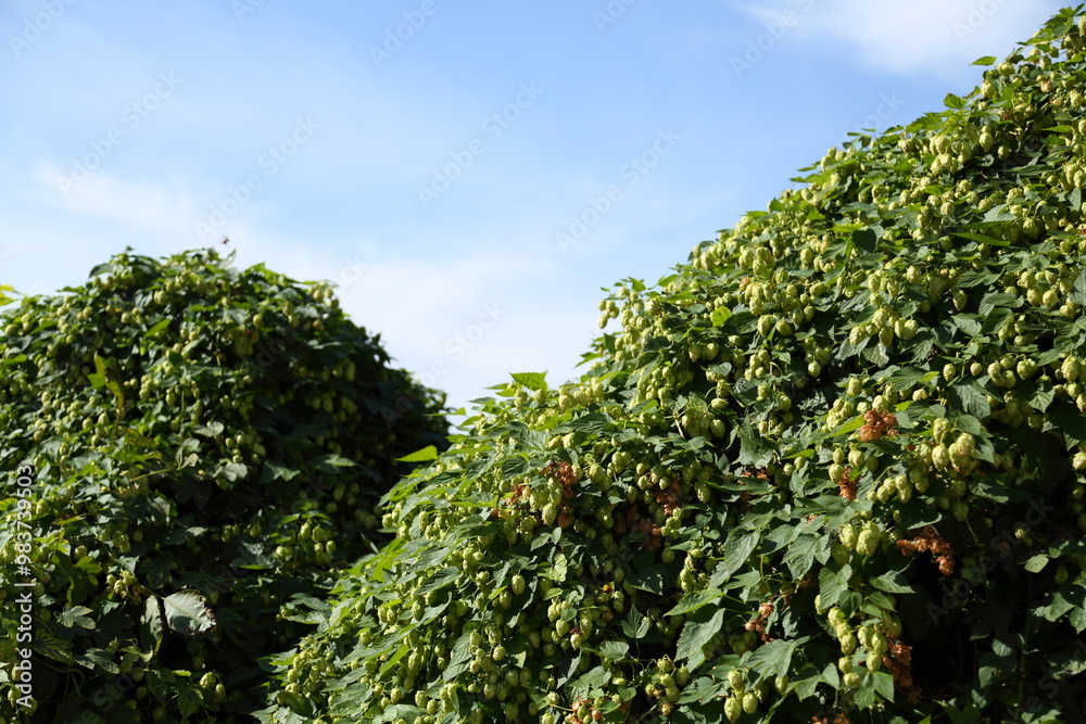 Hop bushes. Wild hops. Hops for brewing. Hops. Hop bushes. Wild hops. Hops for brewing. Hops.