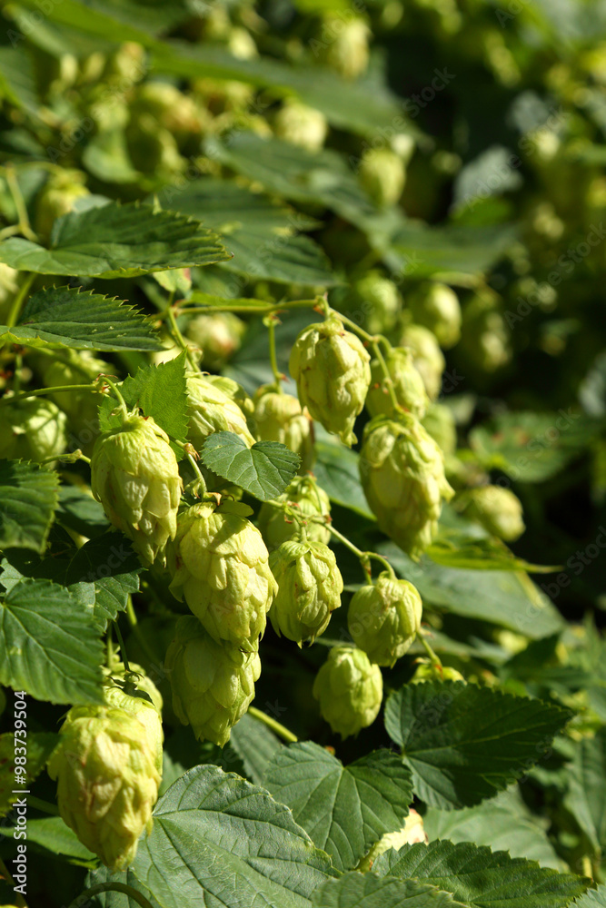 Fototapeta premium Hop bushes. Wild hops. Hops for brewing. Hops.