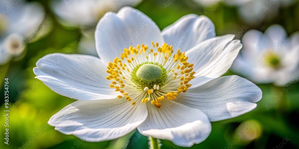 A delicate white anemone flower boasts soft, velvety petals and a vibrant, glowing center, radiating beauty and A delicate white anemone flower boasts soft, velvety petals and a vibrant, glowing center, radiating beauty and