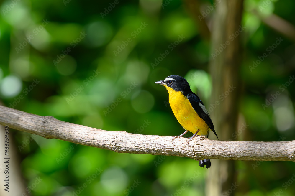 Yellow-rumped Flycatcher Yellow-rumped Flycatcher