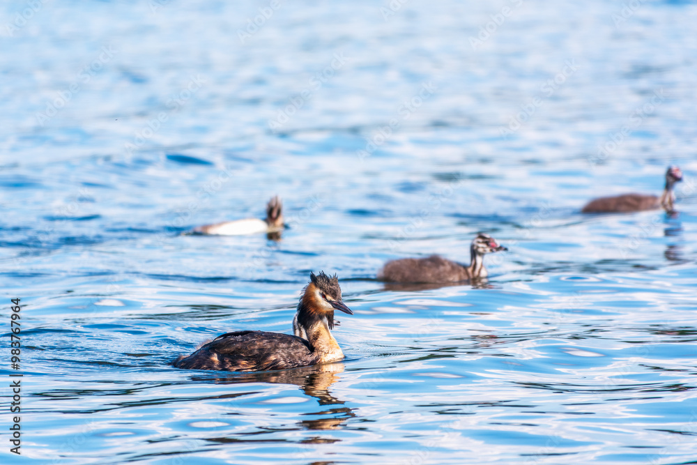 Obraz premium The waterfowl bird, great crested grebe with chick, swimming in the lake.