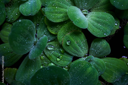 Pistia, water cabbage or water lettuce, and aquatic plant, floting on water.