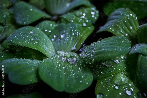 Pistia, water cabbage or water lettuce, and aquatic plant, floting on water.