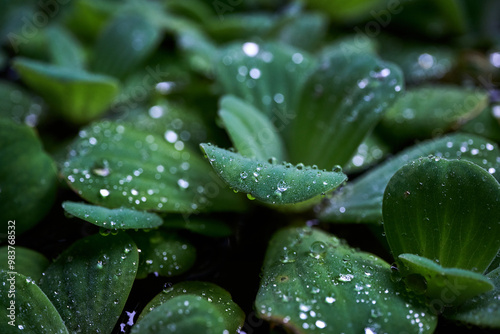 Pistia, water cabbage or water lettuce, and aquatic plant, floting on water.