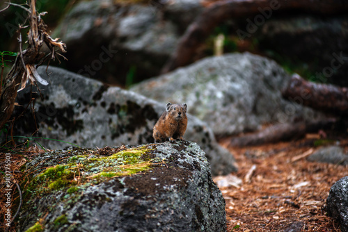 A squeaker sits on a rock and looks at the camera photo