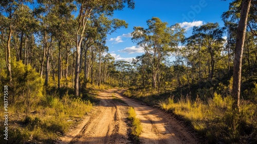 A sandy off-road trail winds through the forest, surrounded by tall trees and rugged outback wilderness under a bright blue sky