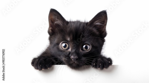 isolated on white background, portrait of a black kitten