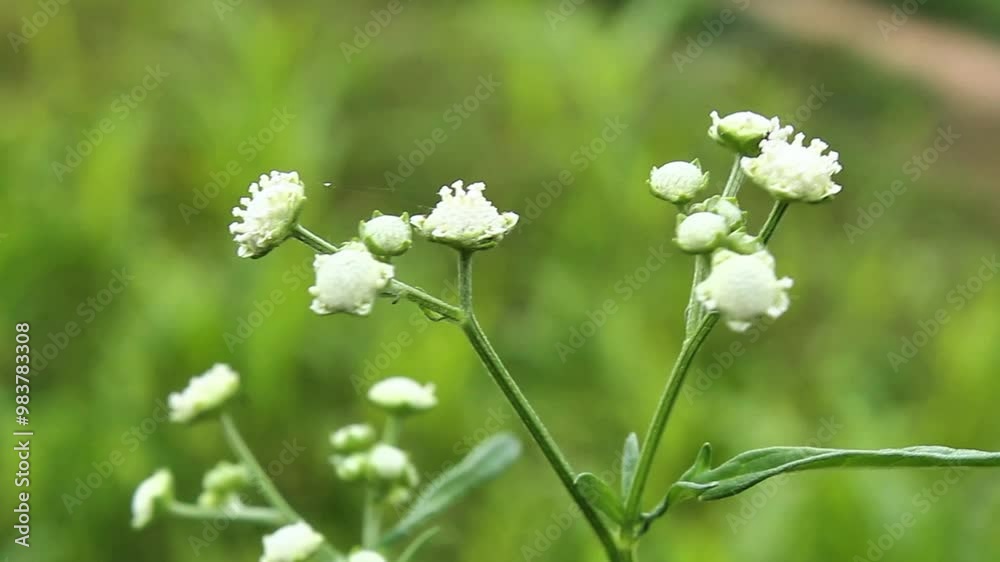 Santa Maria feverfew or Parthenium hysterophorus
Santa Maria feverfew or Parthenium hysterophorus