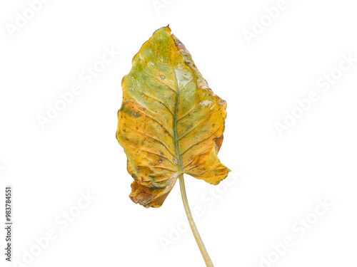 Yellow Leaf of Alocasia macrorrhizos (L.) G. Don, ARACEAE, Variegated Elephant Ear leaf on white background with clipping path.  photo