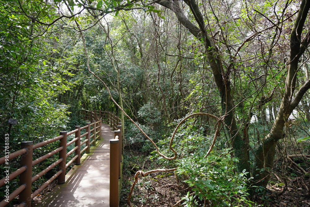 Obraz premium fine boardwalk through primeval forest