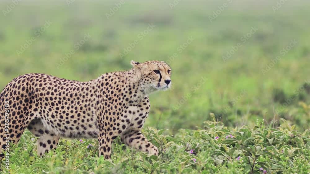 Slow Motion Cheetah Walking Close Up in Serengeti National Park, Panning Shot with Detail of Head of Cheetahs on the Move in Tanzania in Africa on African Wildlife Safari Animals Game Drive Slow Motion Cheetah Walking Close Up in Serengeti National Park, Panning Shot with Detail of Head of Cheetahs on the Move in Tanzania in Africa on African Wildlife Safari Animals Game Drive