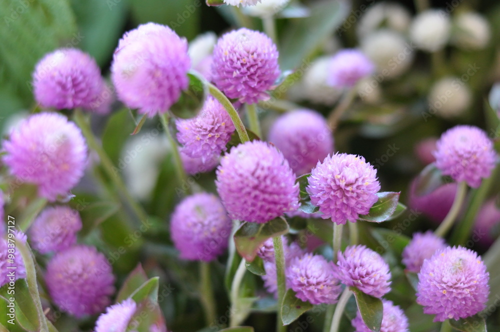 close up of a pink clover flower textured background