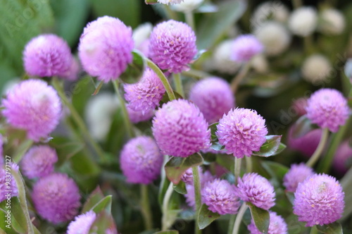 close up of a pink clover flower textured background