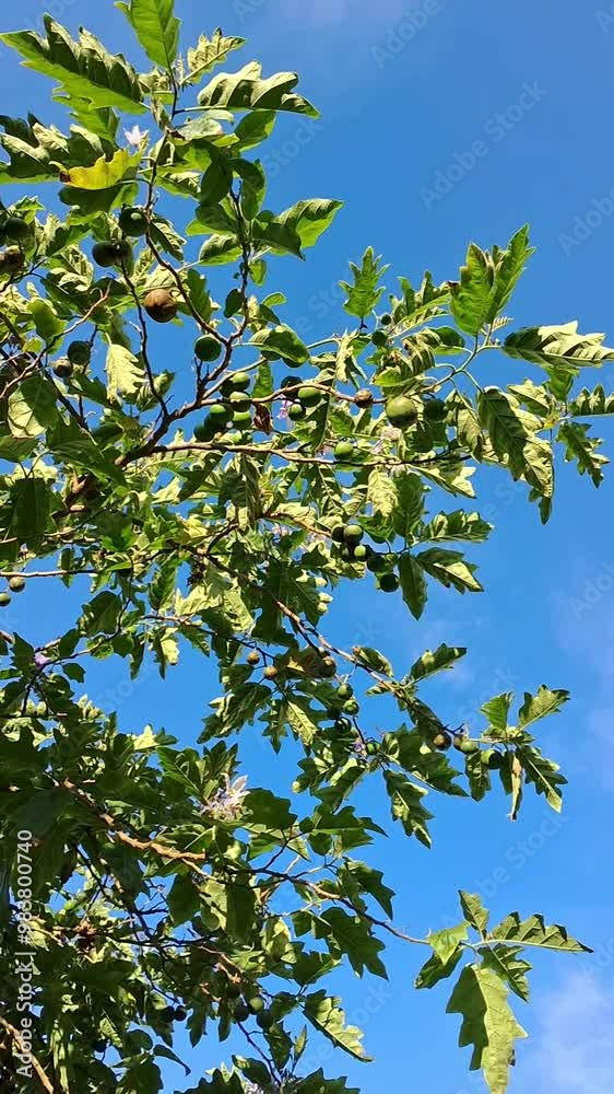Green leaves of Solanum wrightii against blue sky in the sunny day Green leaves of Solanum wrightii against blue sky in the sunny day