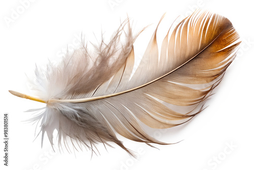Single brown feather isolated on transparent background