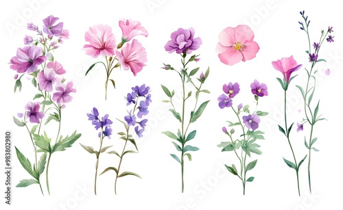 Watercolor wild flower clipart, pink and purple flowers on a white background, in different angles and poses. 