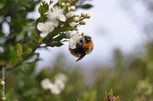 bumblebee on a flower bee pollination  photo