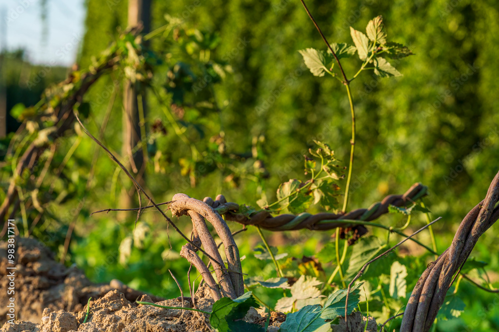 Hops field after harvesting phase with cut roots from a Bavarian field 