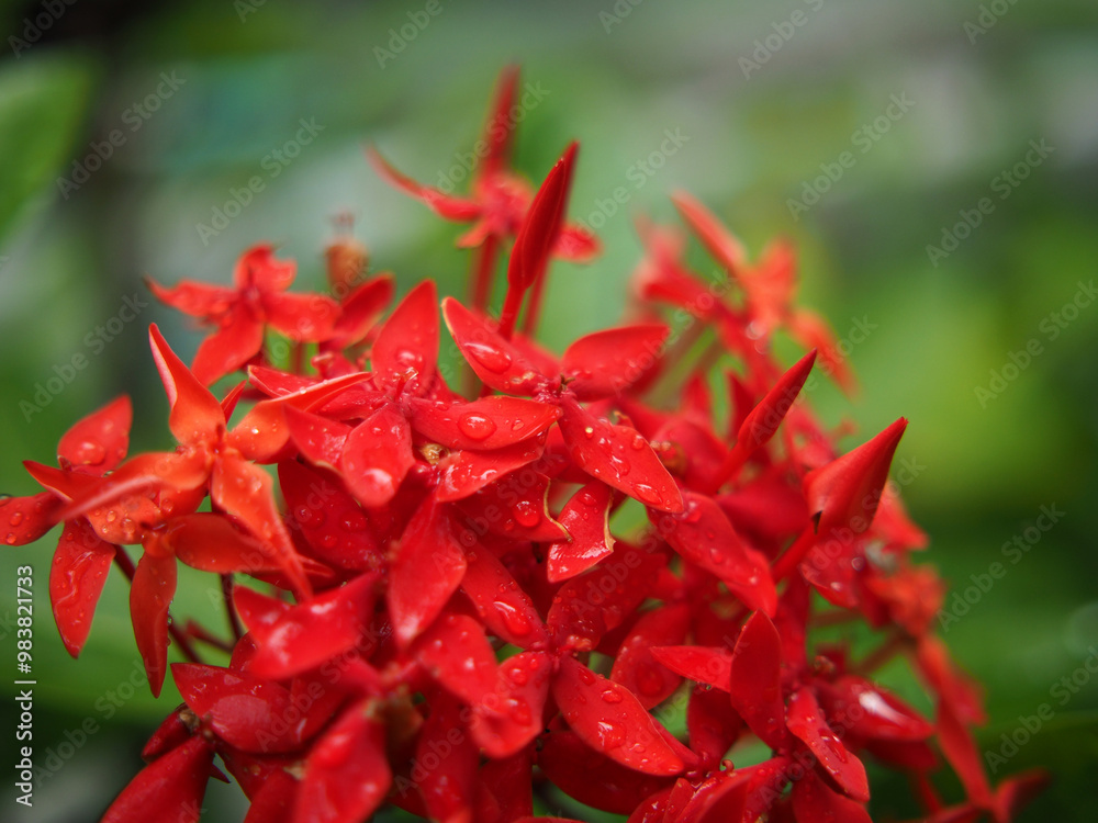 ixora coccinea red blooming with rain drop ixora coccinea red blooming with rain drop