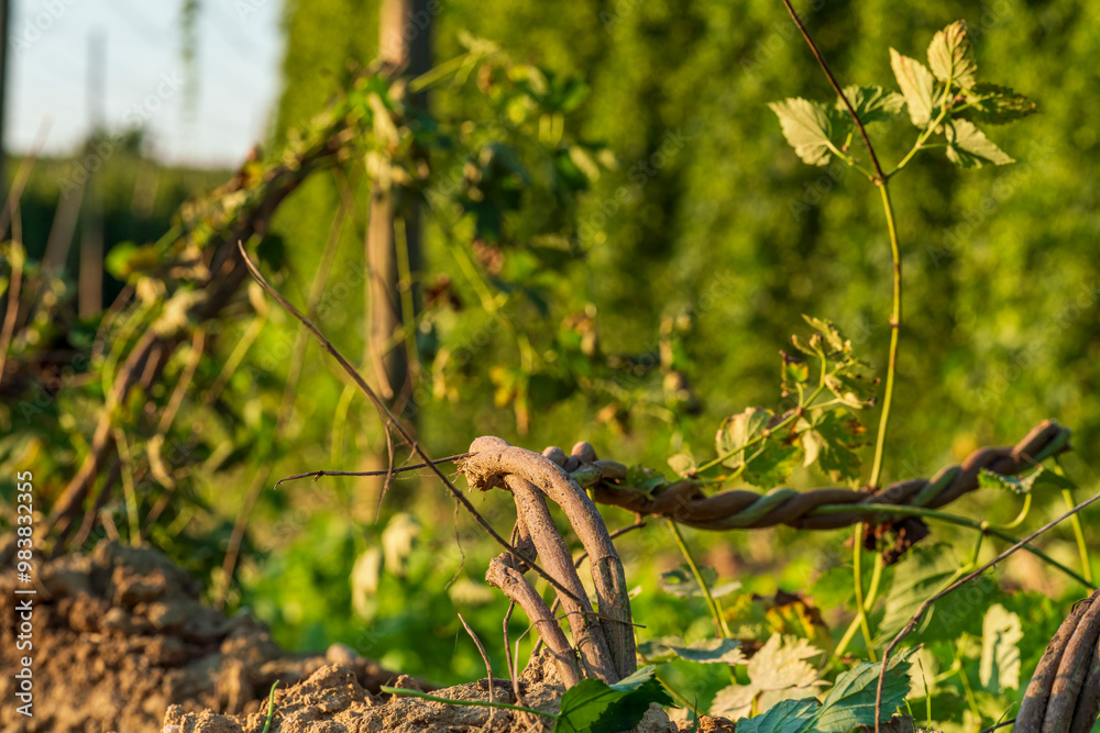 Fototapeta premium Hops field after harvesting phase with cut roots from a Bavarian field