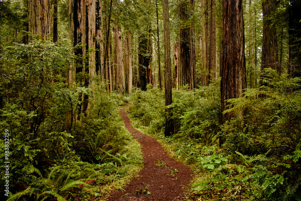 Hiking trail in Redwoods National Park, California Hiking trail in Redwoods National Park, California