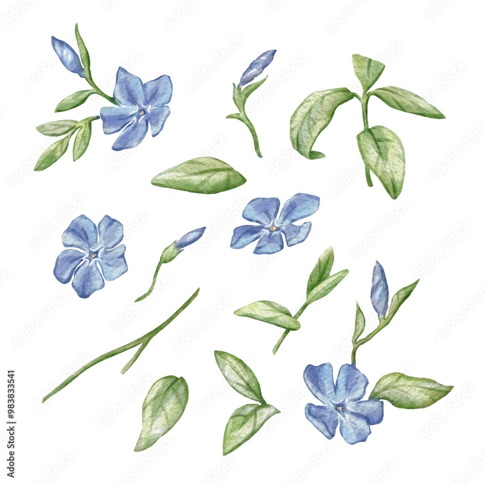 Set of elements from blue periwinkle flowers. Separate parts of leaves, flowers, stem. For decorating invitations to an anniversary, wedding, birthday, postcards. For printing on dishes, in books, etc