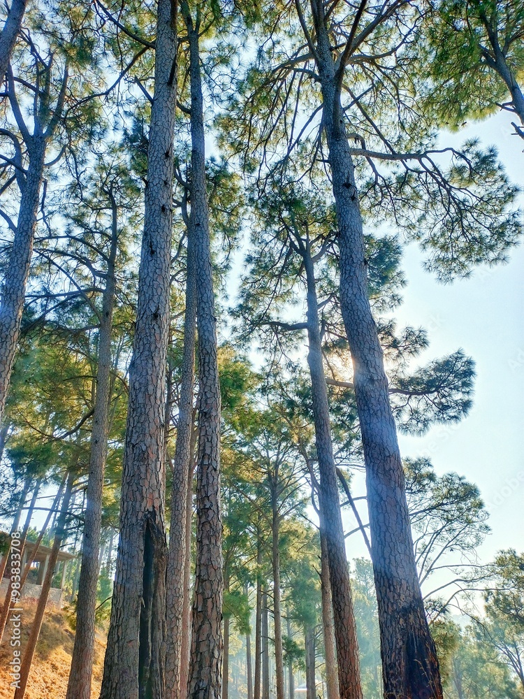 Fototapeta premium A beautiful deodar forest in Muree Pakistan