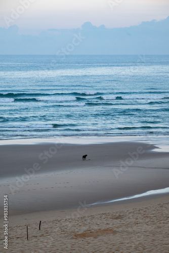 einzelner Hund am Strand. Abendlicht. Tier am Strand photo