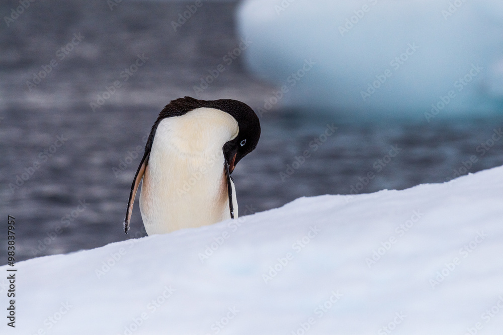 Φωτογραφία Close-up of an Adelie Penguin - Pygoscelis adeliae- standing on an iceberg, near