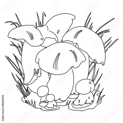 Penny Bun Mushrooms Illustration. Suitable for coloring book and other uses. Black Outline. Edible mushrooms Boletus Edulis