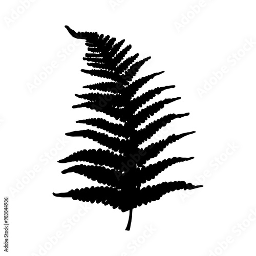 Black fern leaf