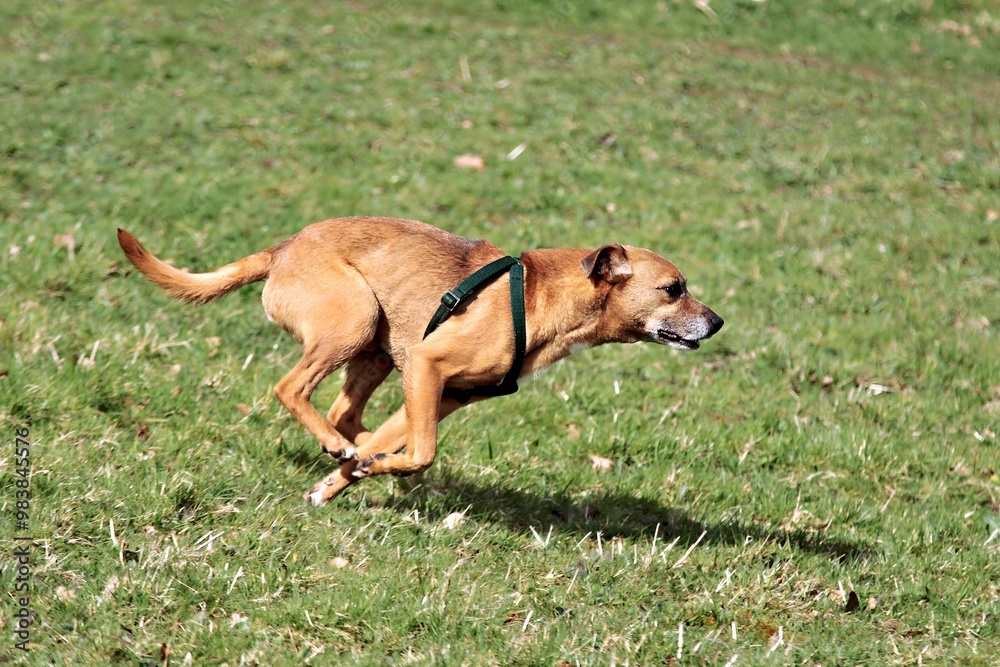 A dog running energetically across a grassy field.