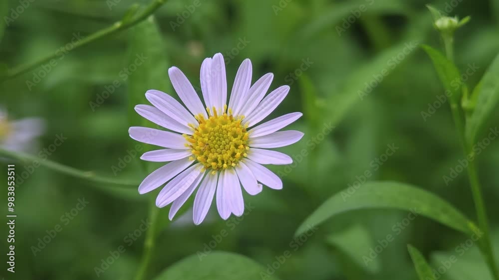 blooming flower blooming flower