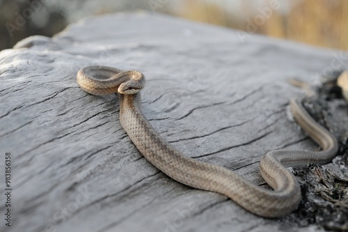 Smooth snake  photo