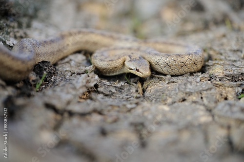 Smooth snake  photo