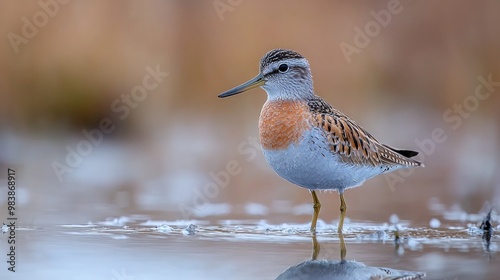 Graceful Long-Billed Dowitcher in its Wetland Habitat - Stunning Wildlife Photography Showcasing Unique Features and Environment photo