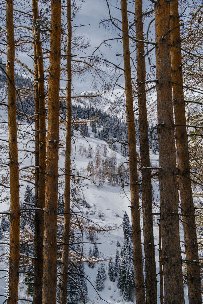 Obraz premium Snowy forest in mountains, snow mountains forest, Trees in snow, snowy landscape